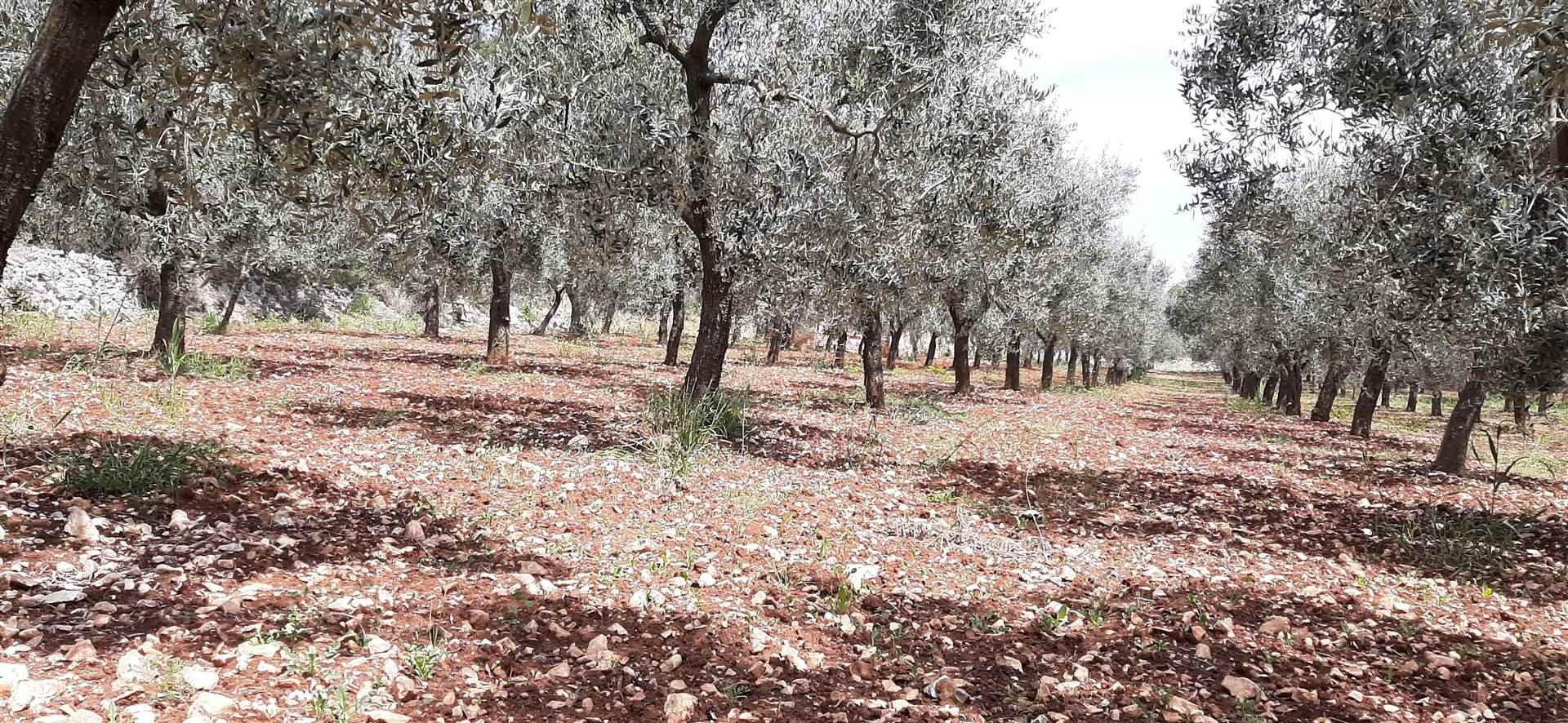 Terreno Agricolo Ad Uliveto – Vendesi A Monopoli – C.Da Impalata